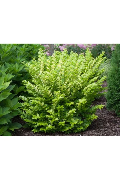 Листья бирючины Викарий